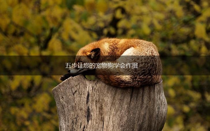 五步让您的宠物狗学会作揖,第1张