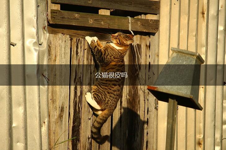 公猫很皮吗,第1张