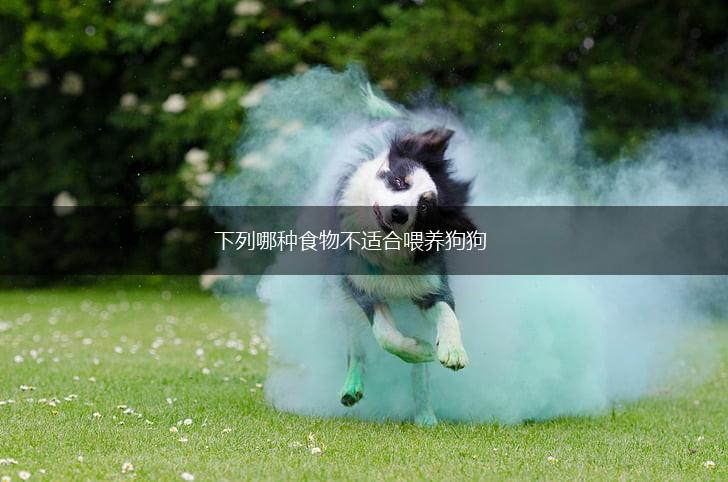 下列哪种食物不适合喂养狗狗,第1张