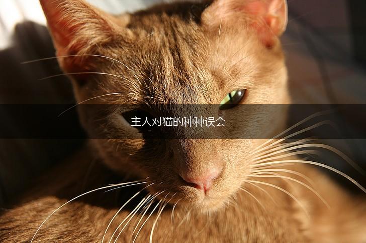 主人对猫的种种误会,第1张