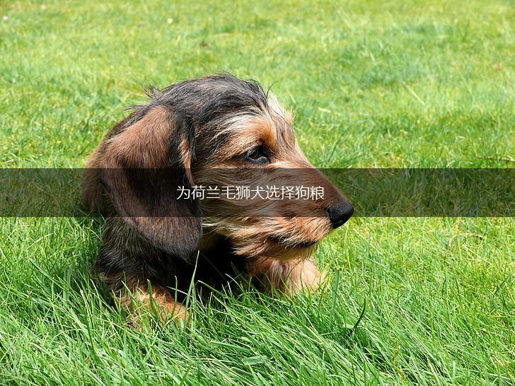 为荷兰毛狮犬选择狗粮,第1张