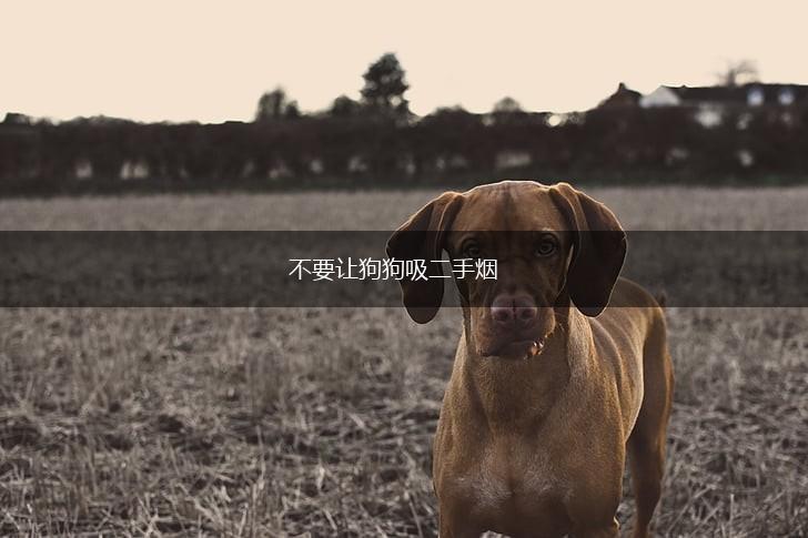 不要让狗狗吸二手烟,第1张