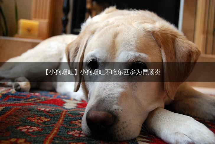 【小狗呕吐】小狗呕吐不吃东西多为胃肠炎,第1张