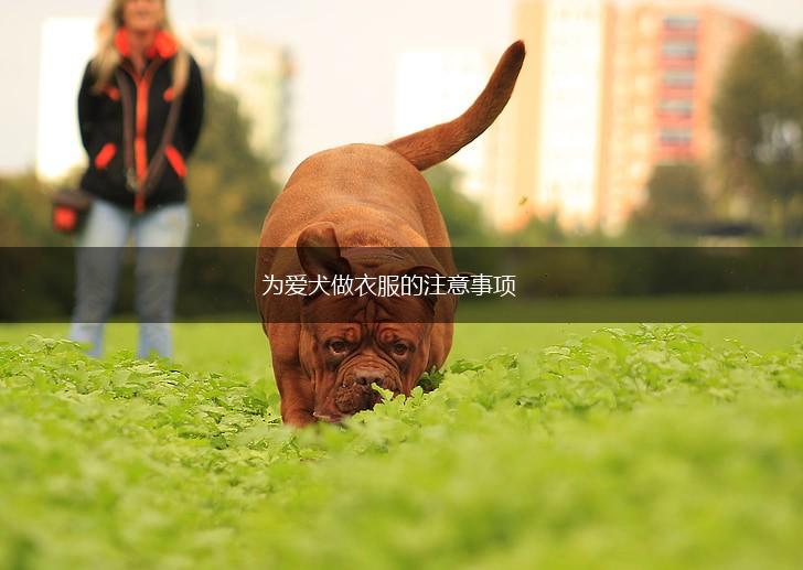 为爱犬做衣服的注意事项,第1张