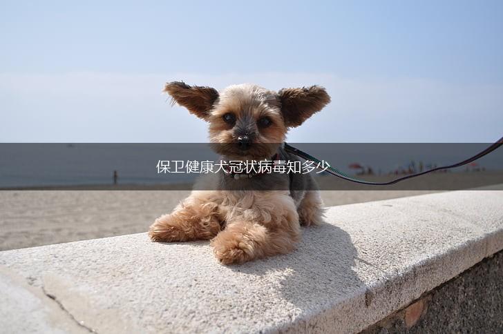 保卫健康犬冠状病毒知多少,第1张