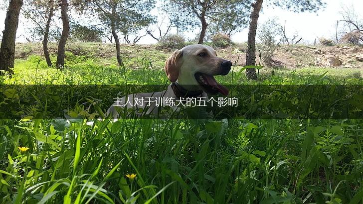 主人对于训练犬的五个影响,第1张