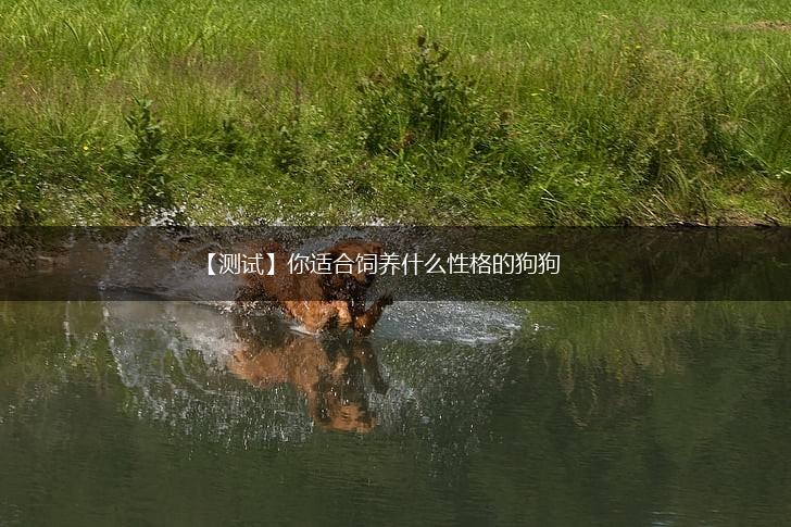 【测试】你适合饲养什么性格的狗狗,第1张