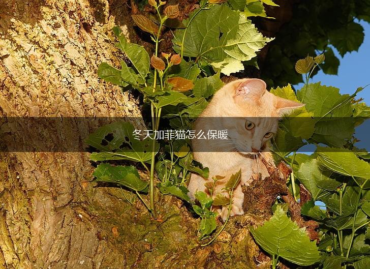 冬天加菲猫怎么保暖,第1张