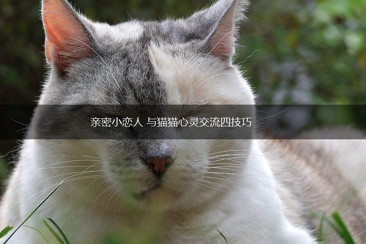 亲密小恋人 与猫猫心灵交流四技巧,第1张