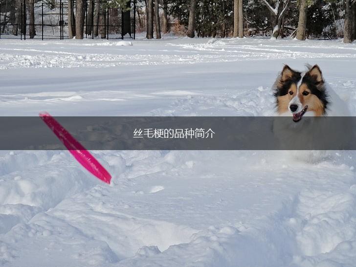 丝毛梗的品种简介,第1张