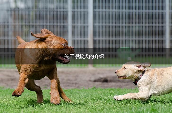 关于搜救犬的介绍,第1张