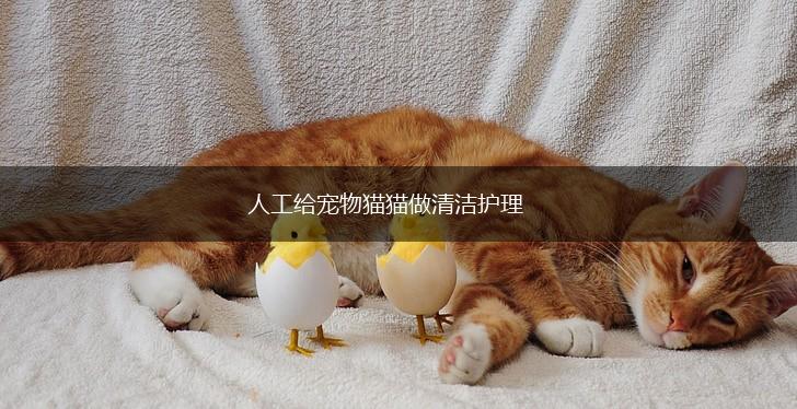 人工给宠物猫猫做清洁护理,第1张