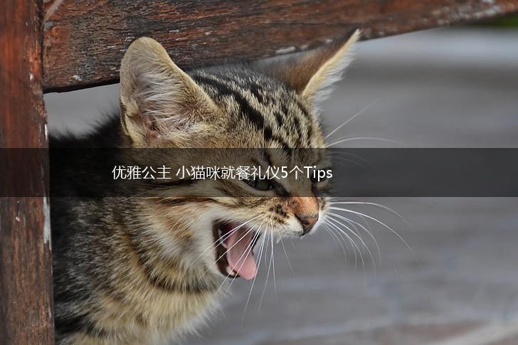 优雅公主 小猫咪就餐礼仪5个Tips,第1张