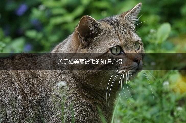 关于猫美丽被毛的知识介绍,第1张