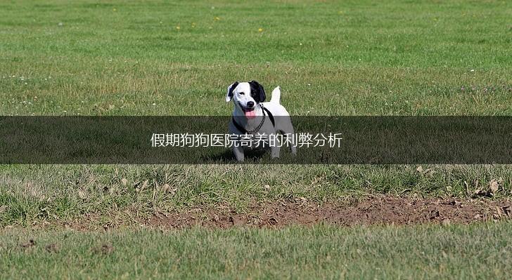 假期狗狗医院寄养的利弊分析,第1张