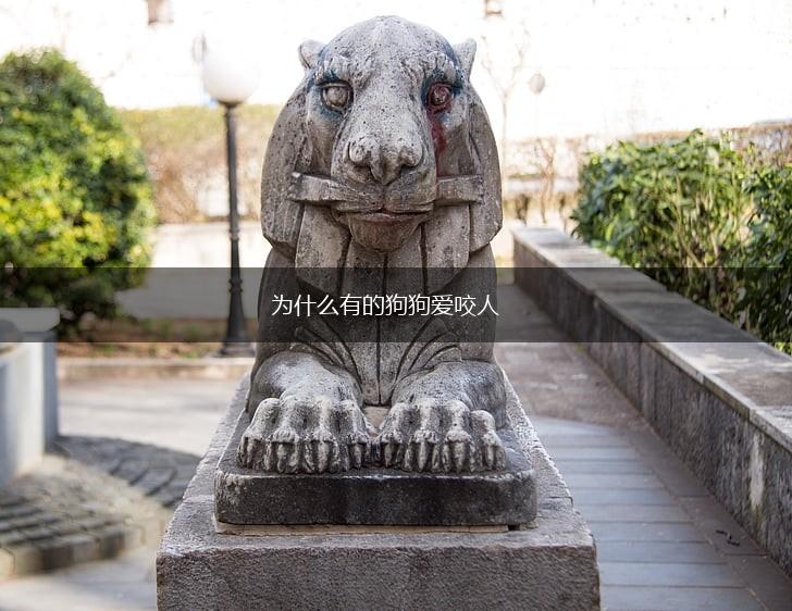 为什么有的狗狗爱咬人,第1张