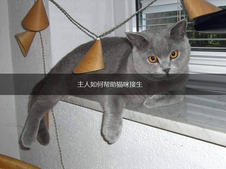 主人如何帮助猫咪接生,第1张