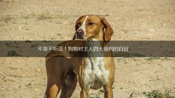 不是不听话！狗狗对主人四大批判的自辩,第1张
