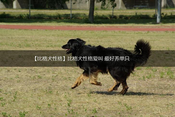 【比格犬性格】比格犬性格爱叫 最好养单只,第1张