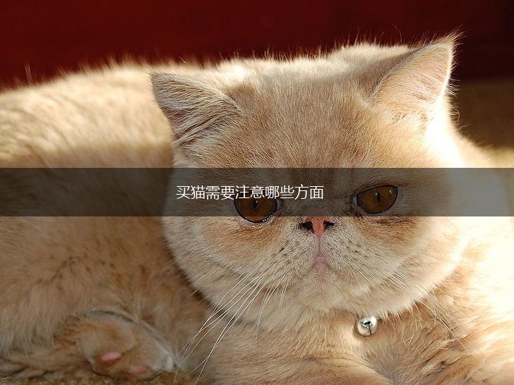 买猫需要注意哪些方面,第1张