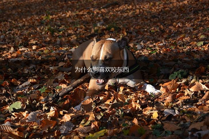 为什么狗喜欢咬东西,第1张