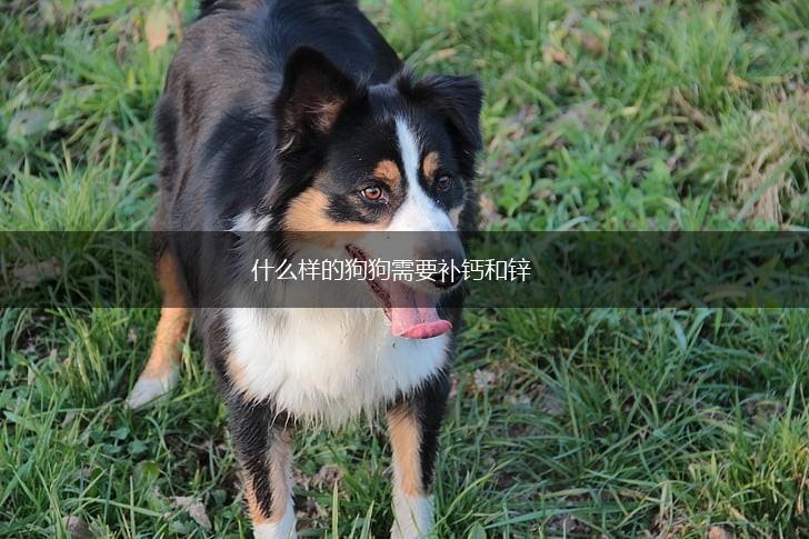什么样的狗狗需要补钙和锌,第1张