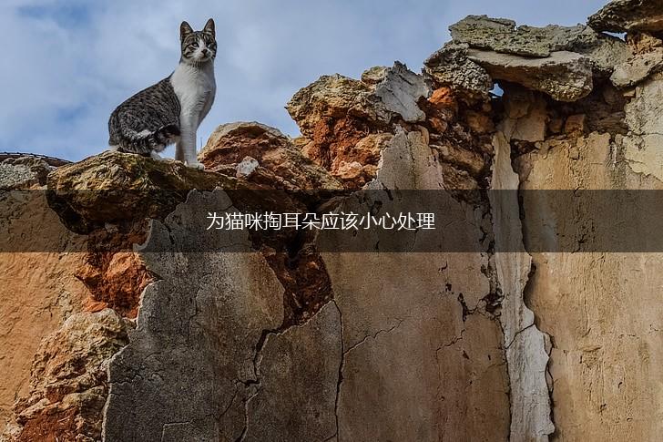 为猫咪掏耳朵应该小心处理,第1张