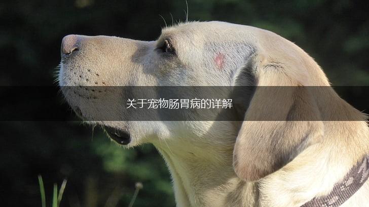 关于宠物肠胃病的详解,第1张