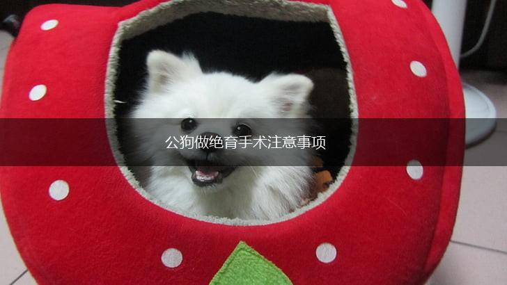 公狗做绝育手术注意事项,第1张