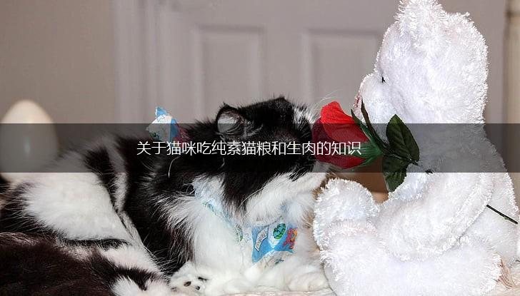 关于猫咪吃纯素猫粮和生肉的知识,第1张