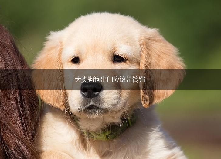 三大类狗狗出门应该带铃铛,第1张