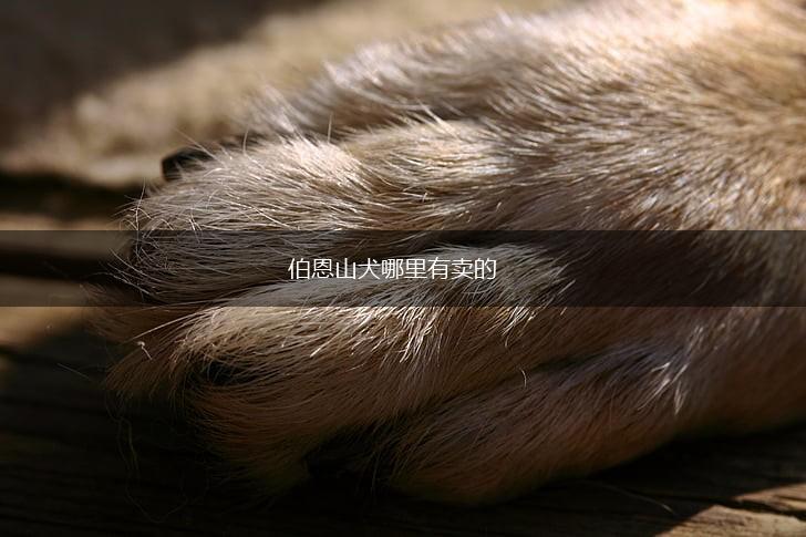 伯恩山犬哪里有卖的,第1张