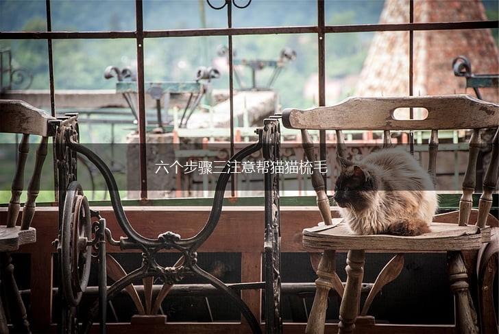 六个步骤三注意帮猫猫梳毛,第1张