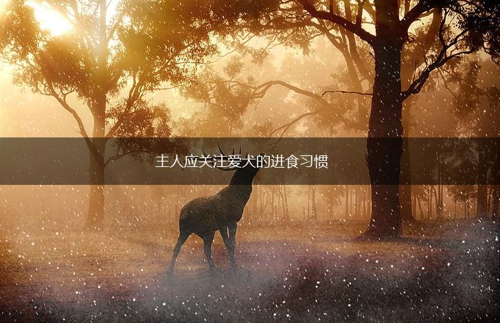 主人应关注爱犬的进食习惯,第1张