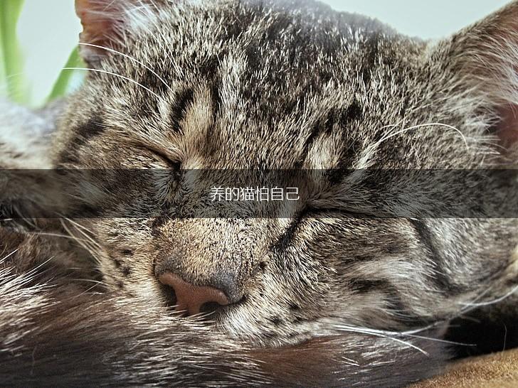 养的猫怕自己,第1张