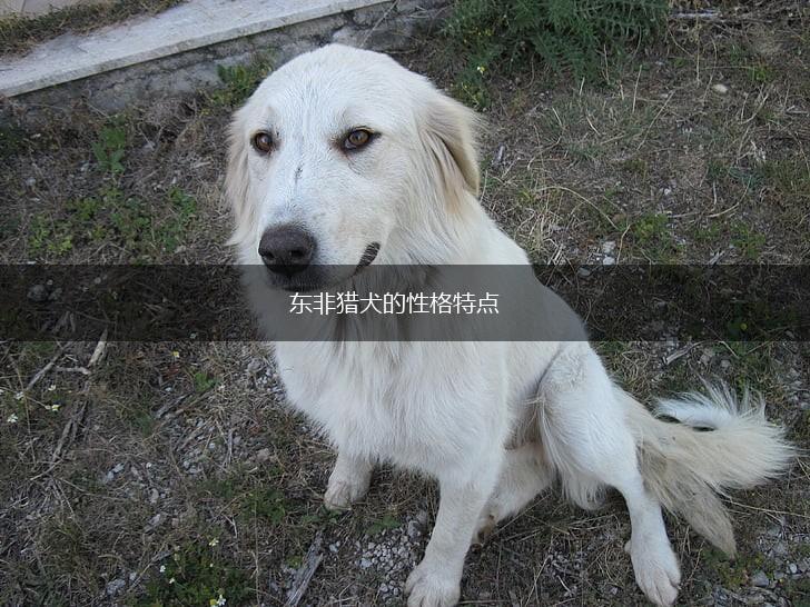 东非猎犬的性格特点,第1张
