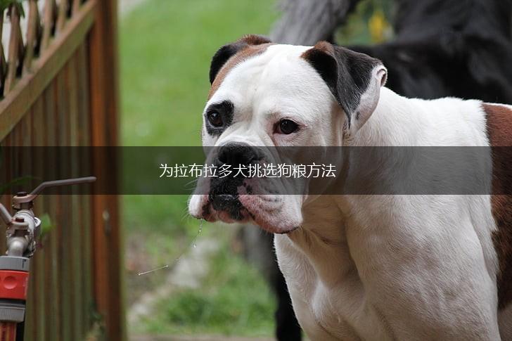 为拉布拉多犬挑选狗粮方法,第1张