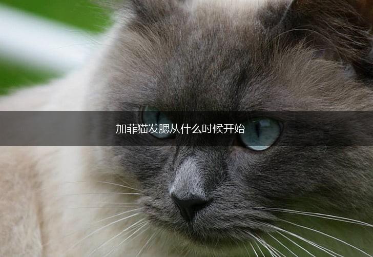 加菲猫发腮从什么时候开始,第1张