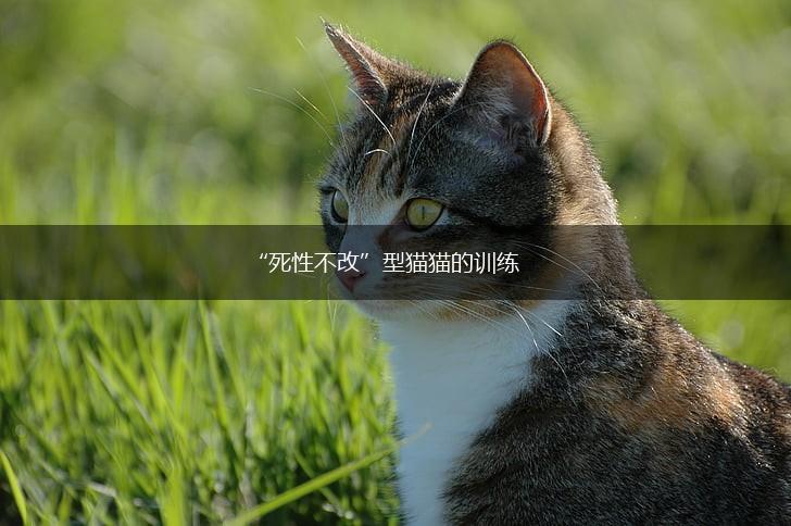 “死性不改”型猫猫的训练,第1张