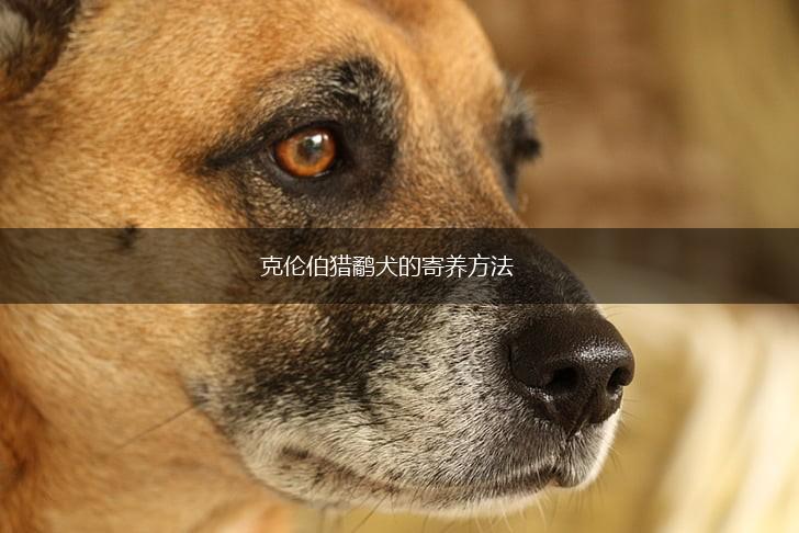 克伦伯猎鹬犬的寄养方法,第1张