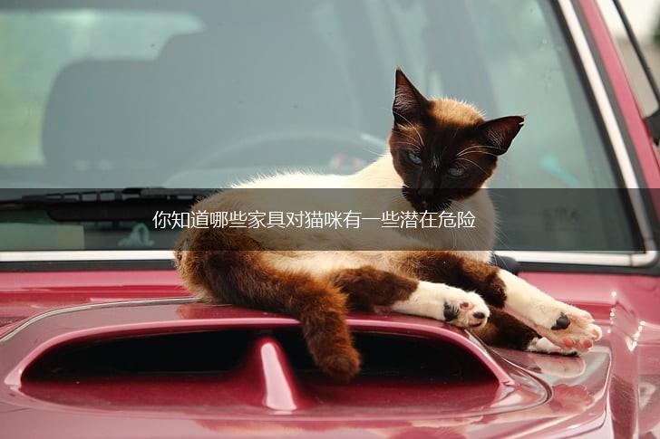 你知道哪些家具对猫咪有一些潜在危险,第1张