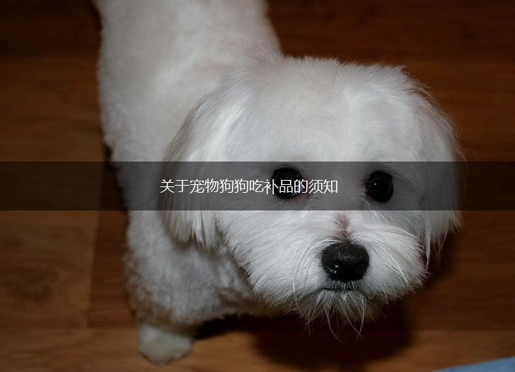 关于宠物狗狗吃补品的须知,第1张