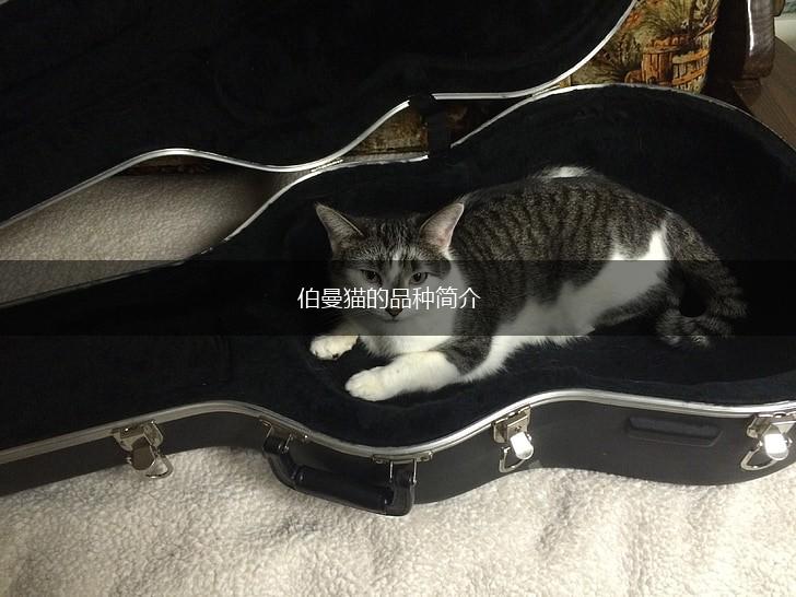 伯曼猫的品种简介,第1张