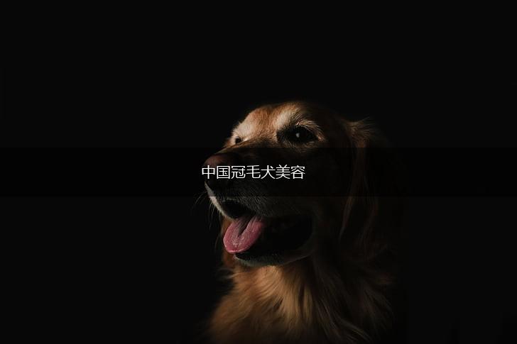 中国冠毛犬美容,第1张