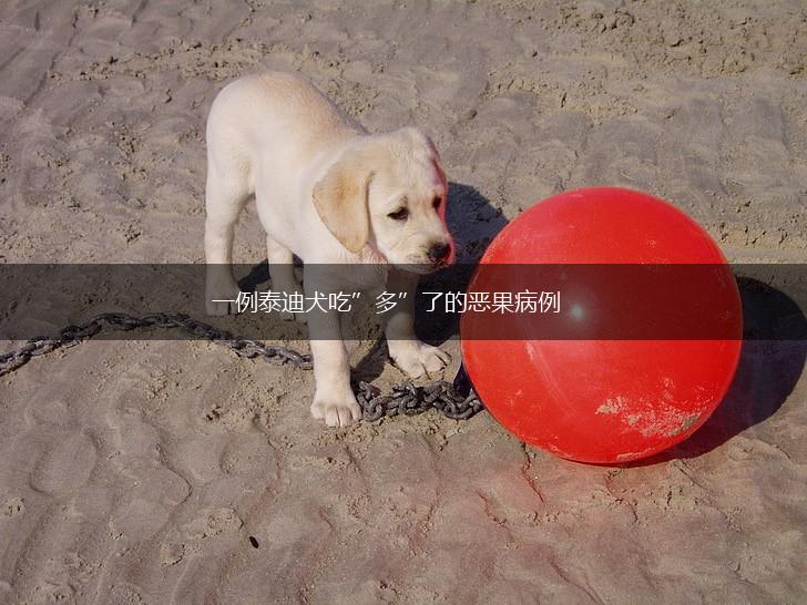 一例泰迪犬吃”多”了的恶果病例,第1张
