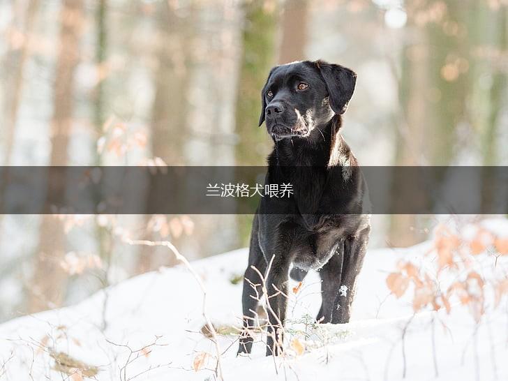 兰波格犬喂养,第1张