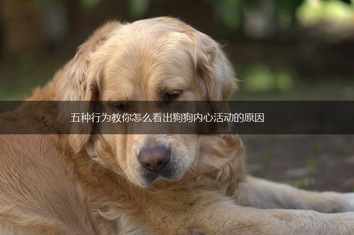 五种行为教你怎么看出狗狗内心活动的原因,第1张