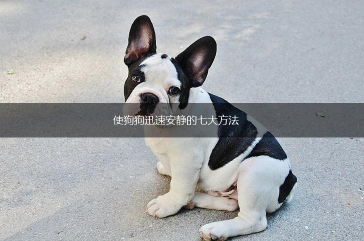 使狗狗迅速安静的七大方法,第1张