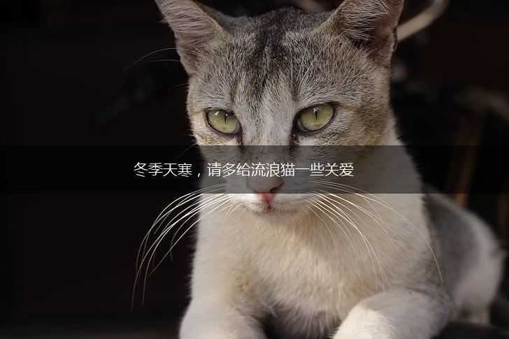 冬季天寒，请多给流浪猫一些关爱,第1张