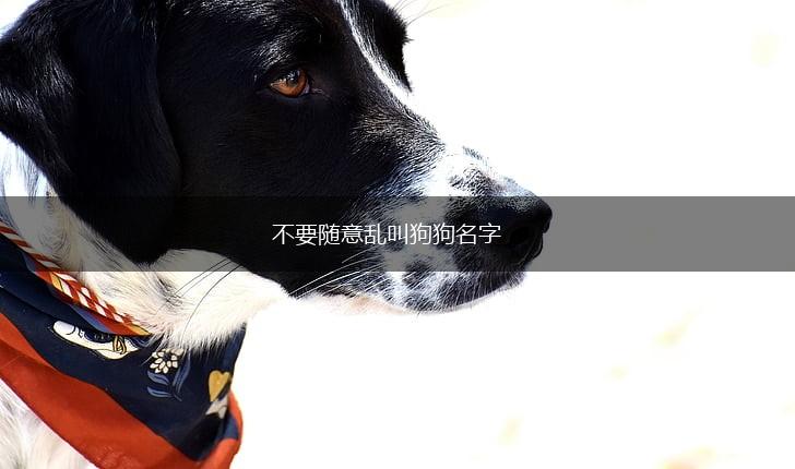 不要随意乱叫狗狗名字,第1张